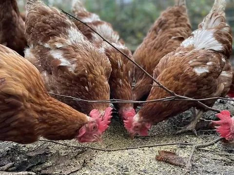 Hühner.jpg preview