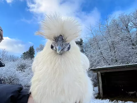 puschelhuhn.jpg preview